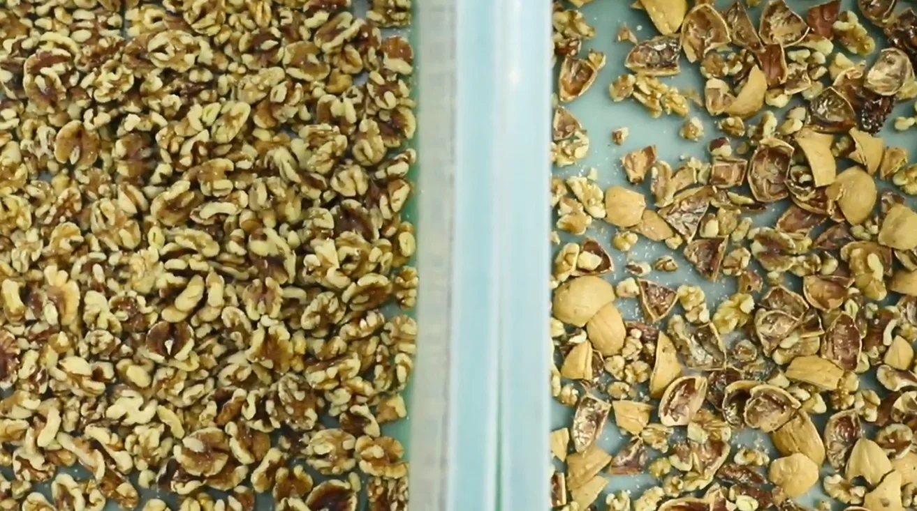 Greece Walnut Color Sorter Optical Sorter Color Sorting Machine for Walnut Kernel Separation Colour Sorter