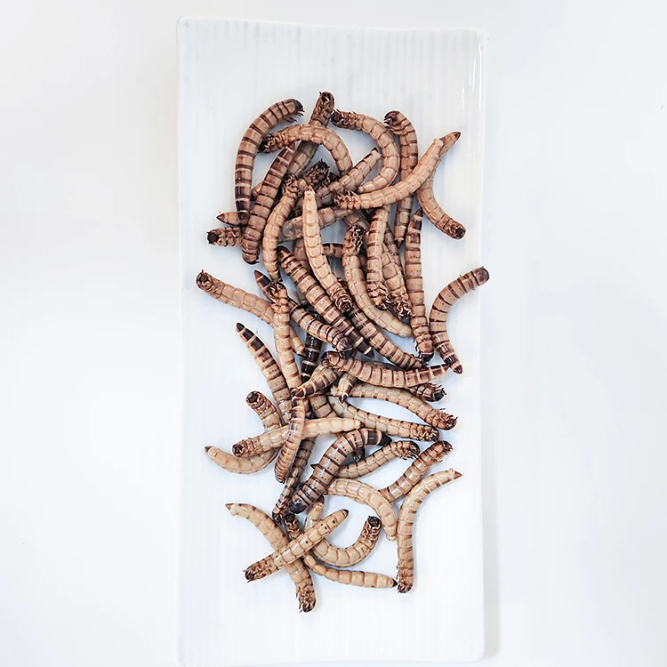 Chinese factory high nutritious Fresh superworm Fresh barley worm for your lovely pet