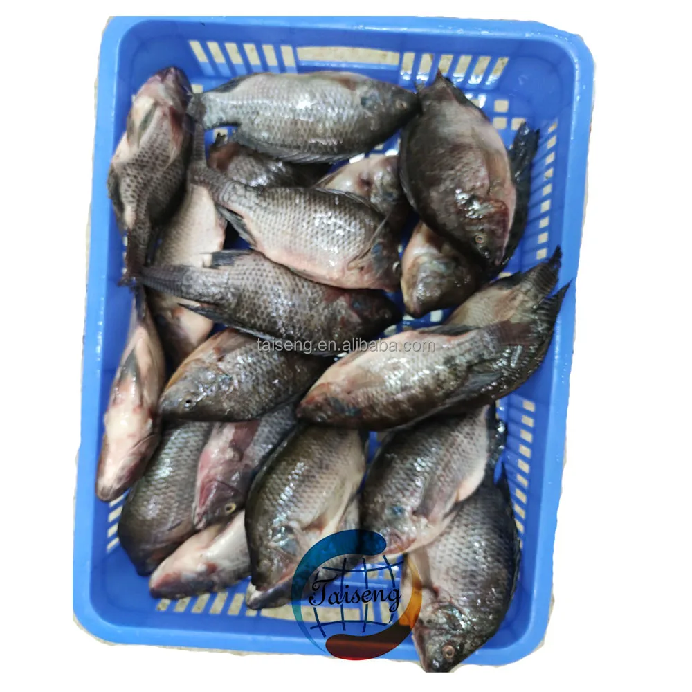 Wholesale Products China Live Catfish