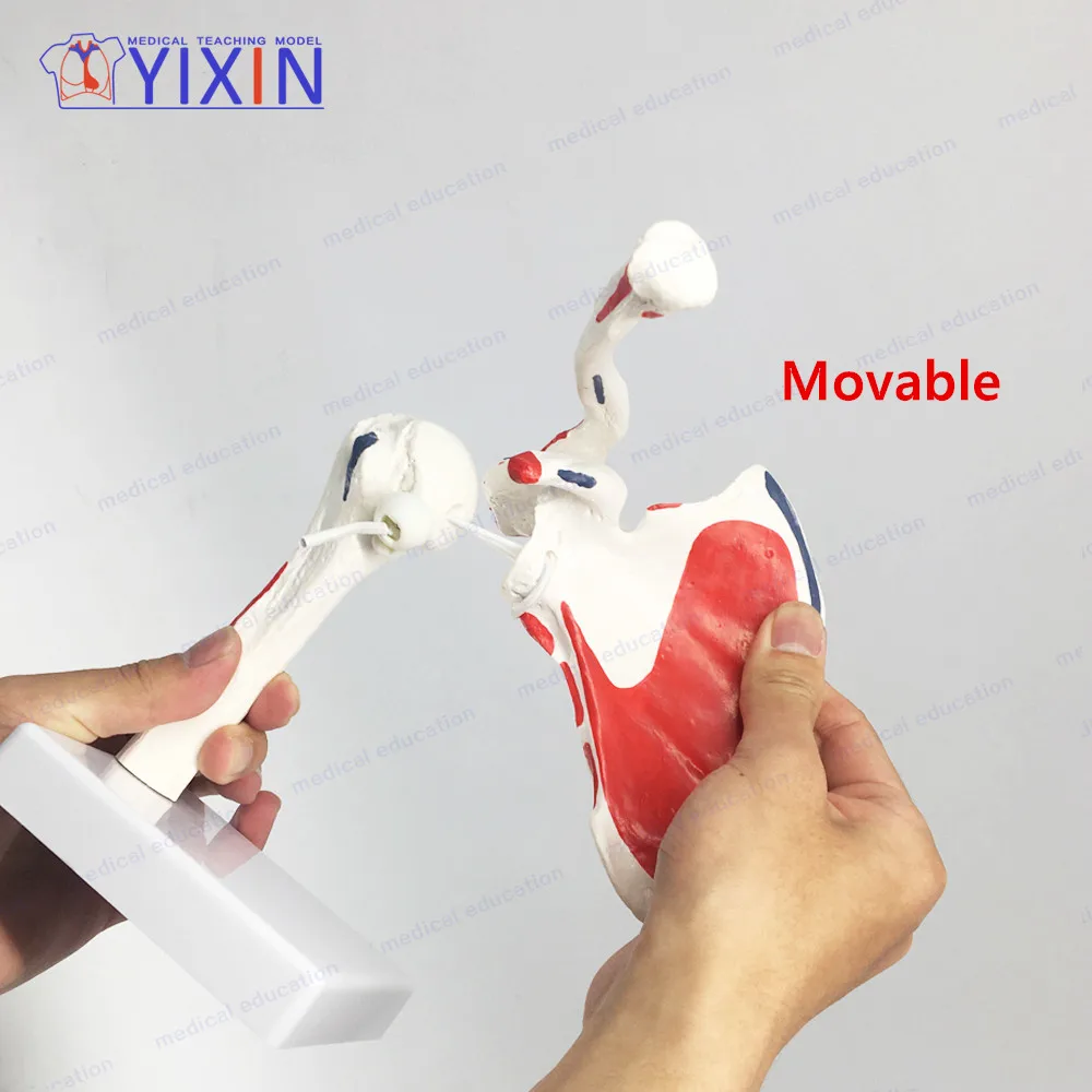 
New Style Human Shoulder Blade Skeleton Model with Area Painted for Medical Teaching 