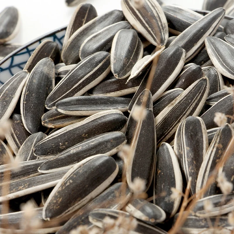 Wholesale China New Type Big Size  Sunflower kernels Seeds green sunflower seeds