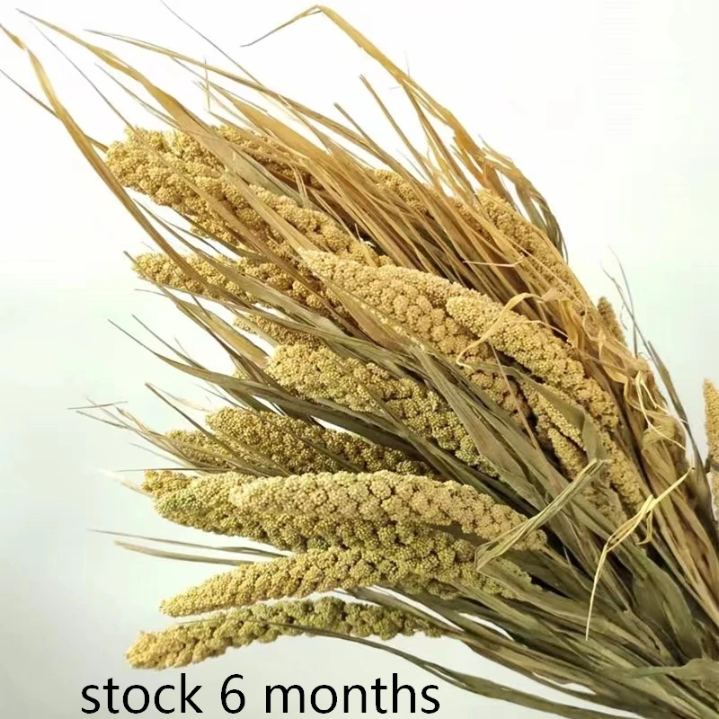 Dried natural Chinese Millet Grain flower, ears of millet, icker, earhead, floral plant