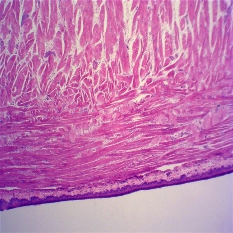 50 pcs microscope Prepared Slides Parasitology Teaching Slides Animal Parasitology slides Mixed Specimen with ISO certification