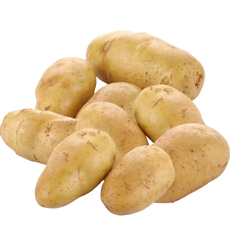 Wholesale high quality big size fresh potatoes for colombia