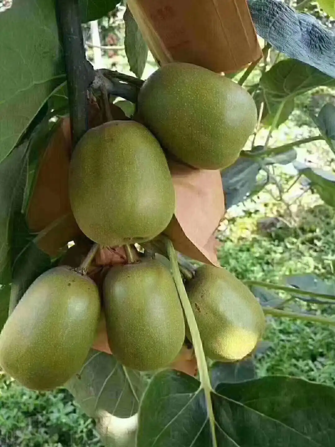 Fresh kiwi fruits orchard supplier in China Premium Green /Golden /Red kiwi for export