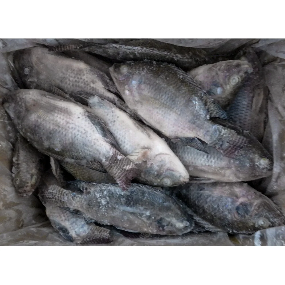 High quality all size frozen fish tilapia whole fish export tilapia fish frozen tilapia price