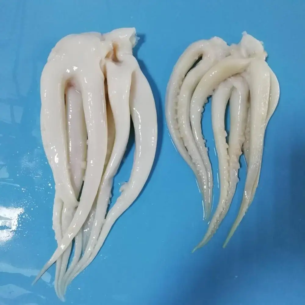 Frozen giant indian ocean squid head tentacles skinless