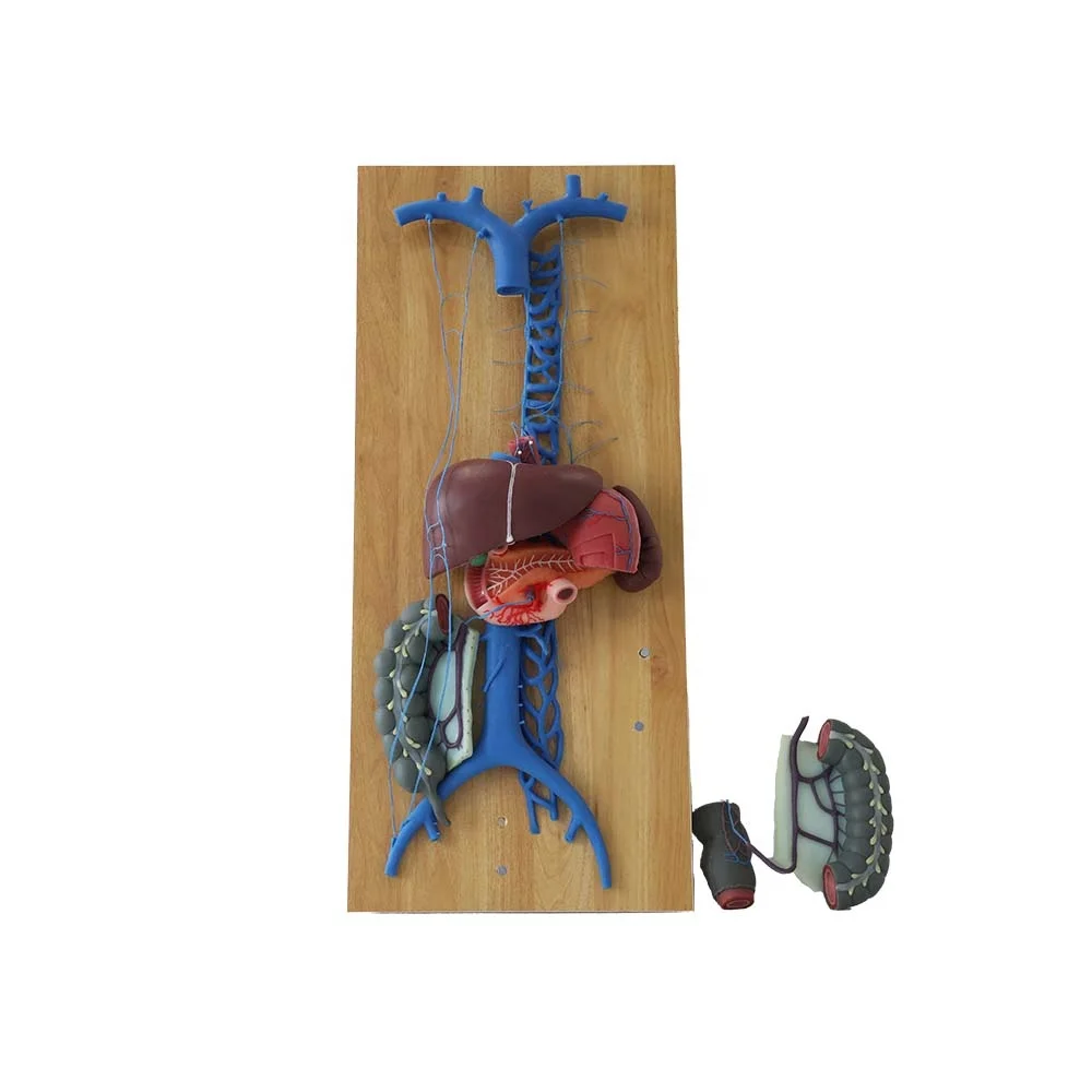 Soft Silicone Human Medical Anatomy Model Hepatic Portal Vein and Superior & Inferior Vena Cava Model
