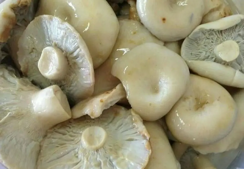 Eco-Friendly Pickles Milk Fungus Weight on Agreement Lactarius Resimus Mushrooms Grown in Clear and Wild Forests