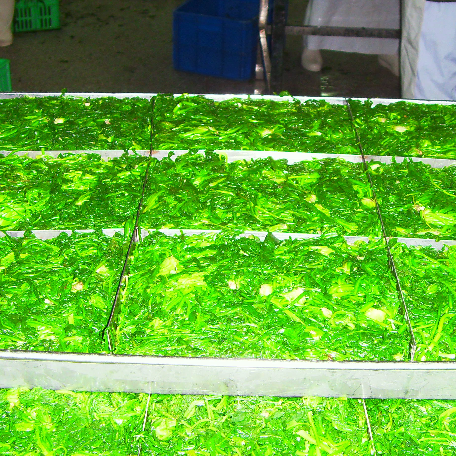 Premium quality IQF frozen fresh vegetables green shepherds purse for sale