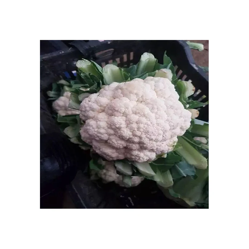 Private Label Cheap Fresh Vegetables Suppliers Cauliflower For Sale