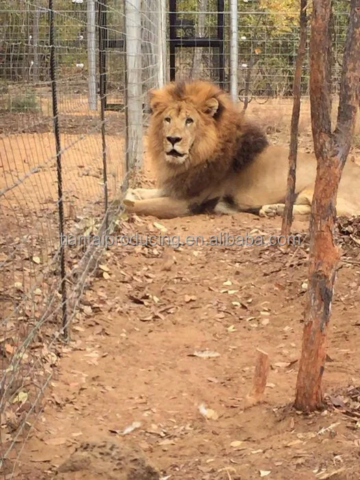 Israel Y post, (3).png