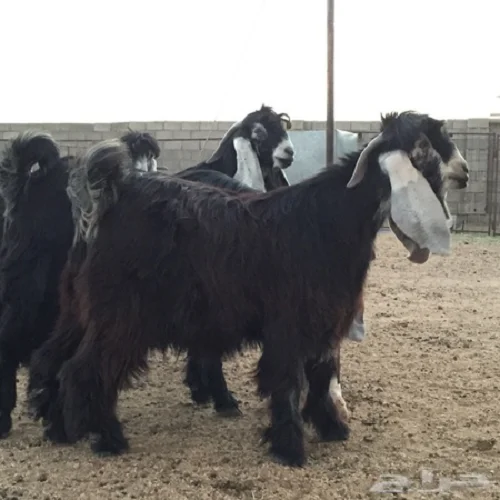 Alaardi Ardi Aardi Alardi goats cows camels sheep ox