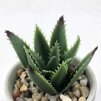 succulents wholesale decorative mini outdoor indoor hanging arrangement artificial plants succulent for sale