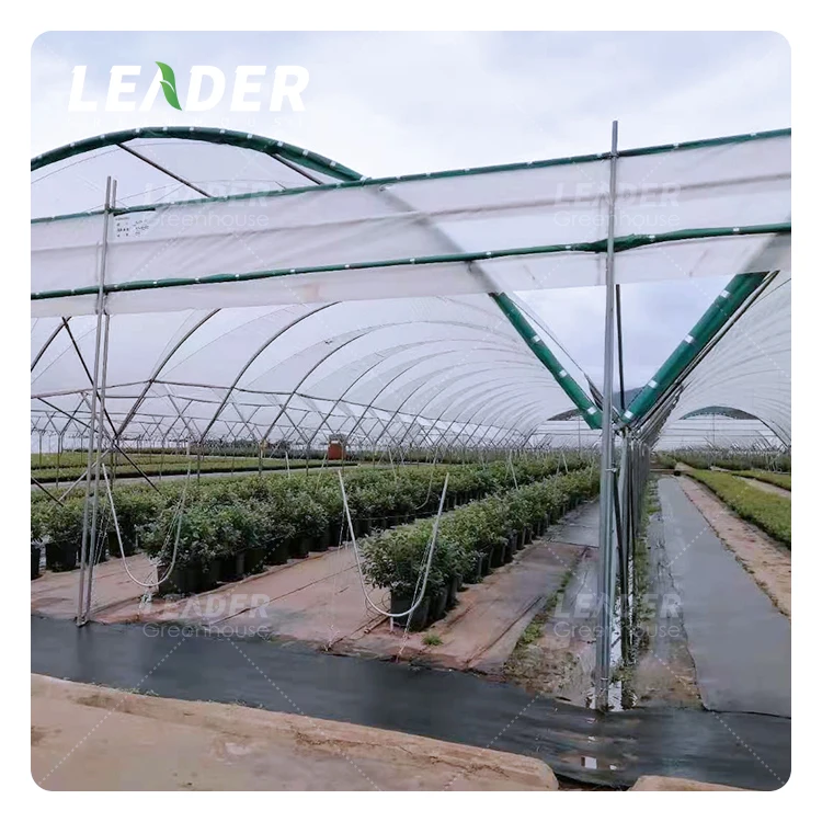 Simple Structure Agriculture Hot Galvanized Y Column Metal Frame Plastic Film Cover Multi Span Blueberry Black Berry Greenhouse
