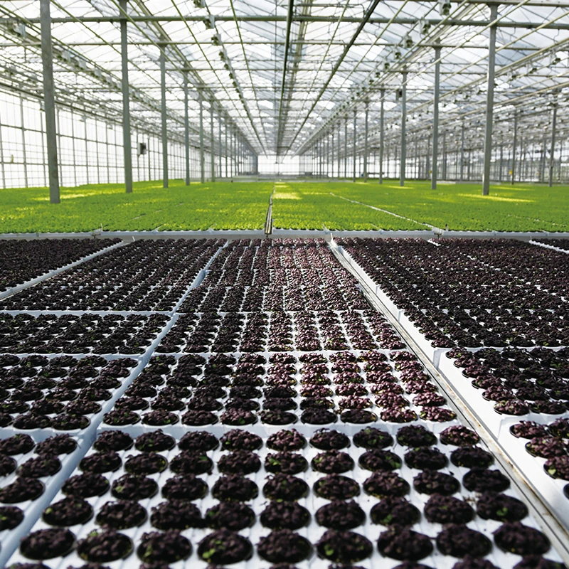 Factory Price Rectangle Plastic Nutrition Seeding Tissue Culture Tray