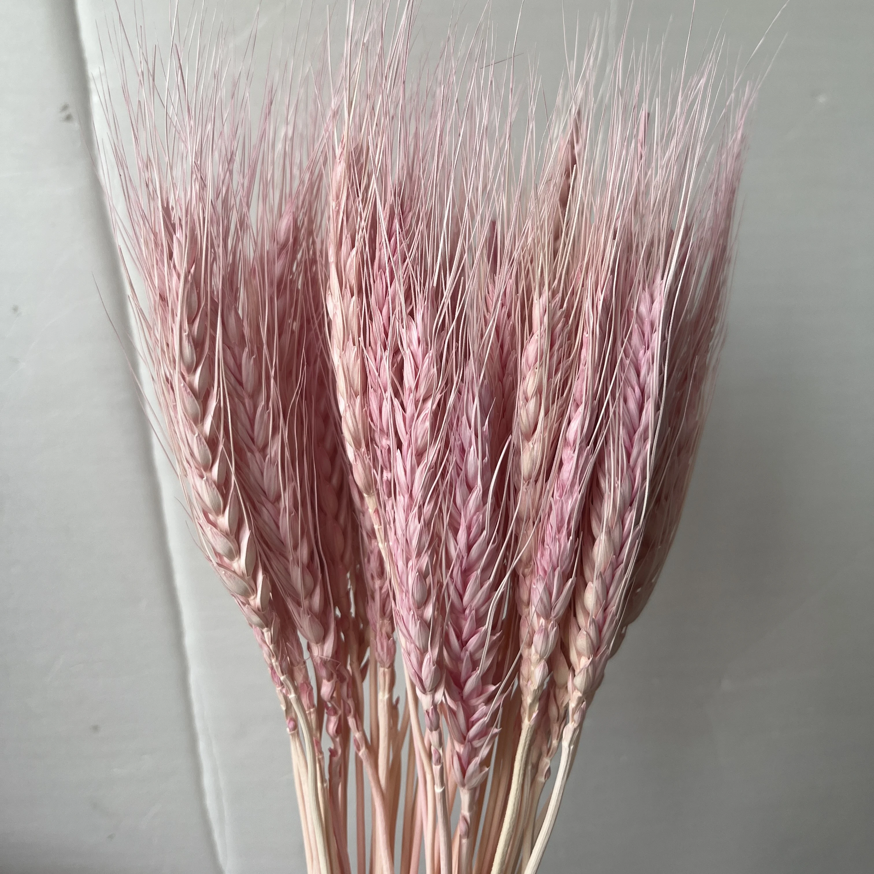 Hot Sale Natural Craft Multi-colored Real Dried Wheat bouquet flowers For Decoration