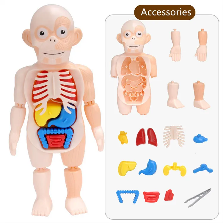 
Kids experimental teaching other educational toys human organ model puzzle toy 