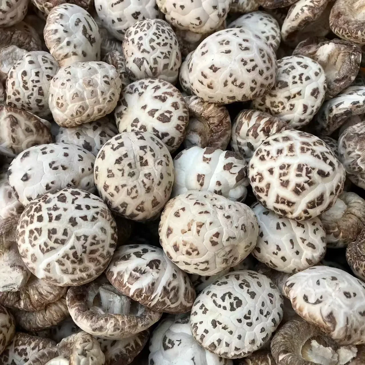 Прямая Продажа с фабрики Henan фирменный высококачественный дневной белый цветочный гриб для приготовления пищи