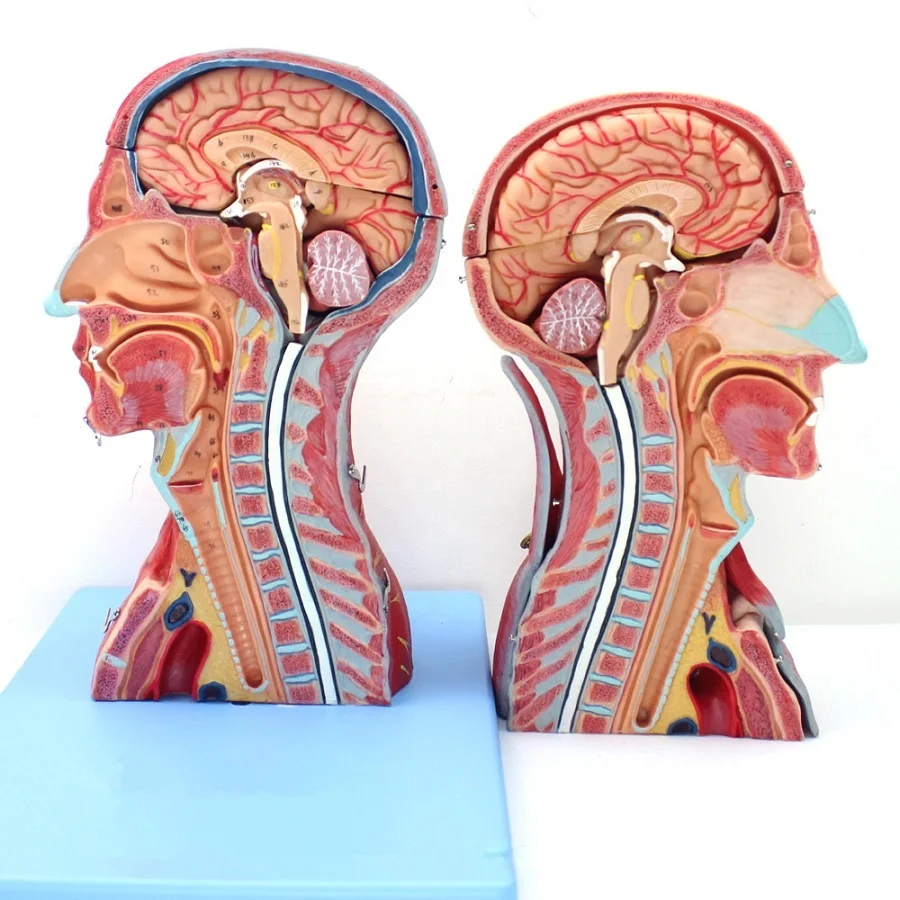 Medical professional human anatomy, head and neck vascular neuroencephalon model
