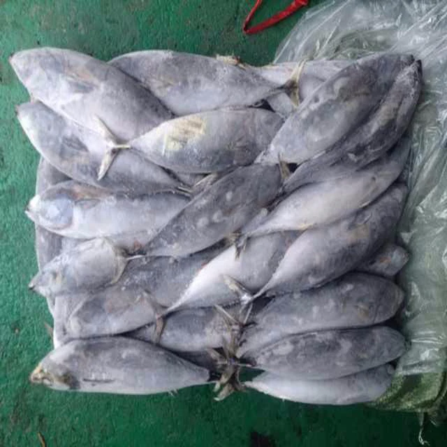 hot selling white blue fresh ship frozen big size pacific mackerel raw material block in stock