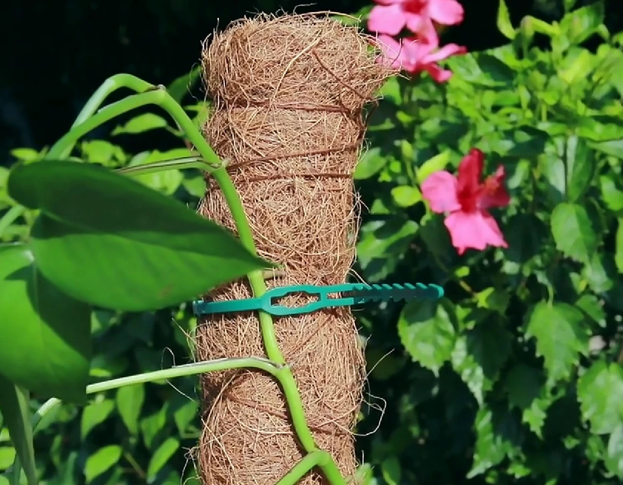 Extendable Plant Flower Stand Trade Assurance Moss Pole Coco poles