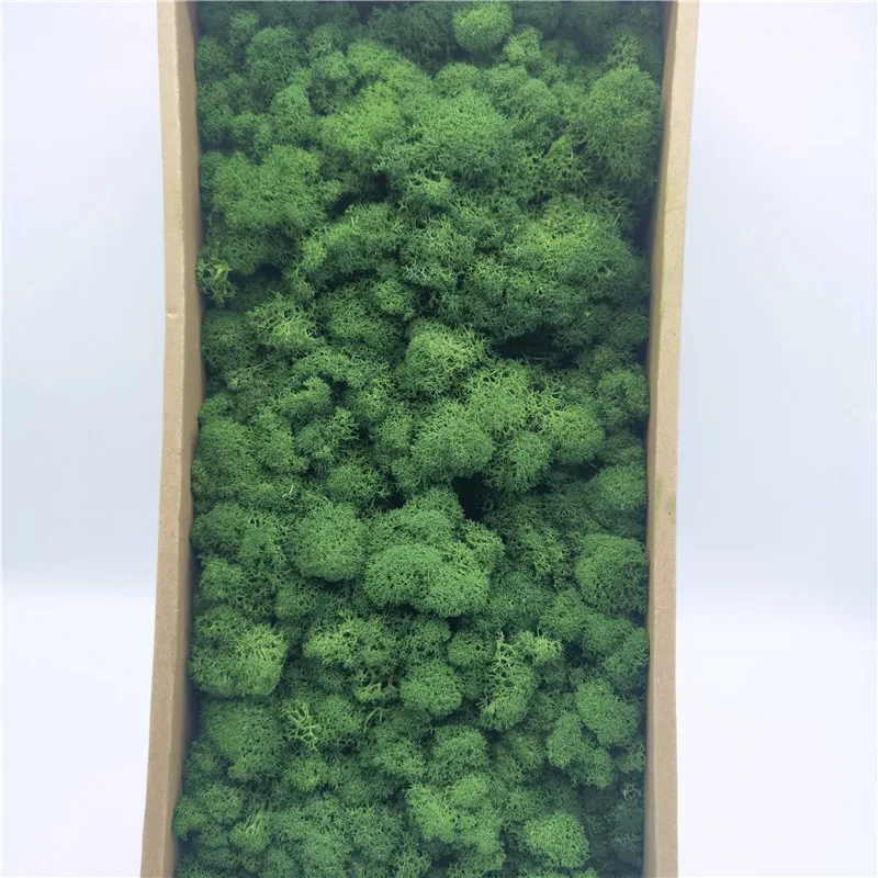 Wholesale Moss Wall Natural Bulk Preserved Moss For Fairy Gardens Terrariums Craft Floral Project Wedding Arts