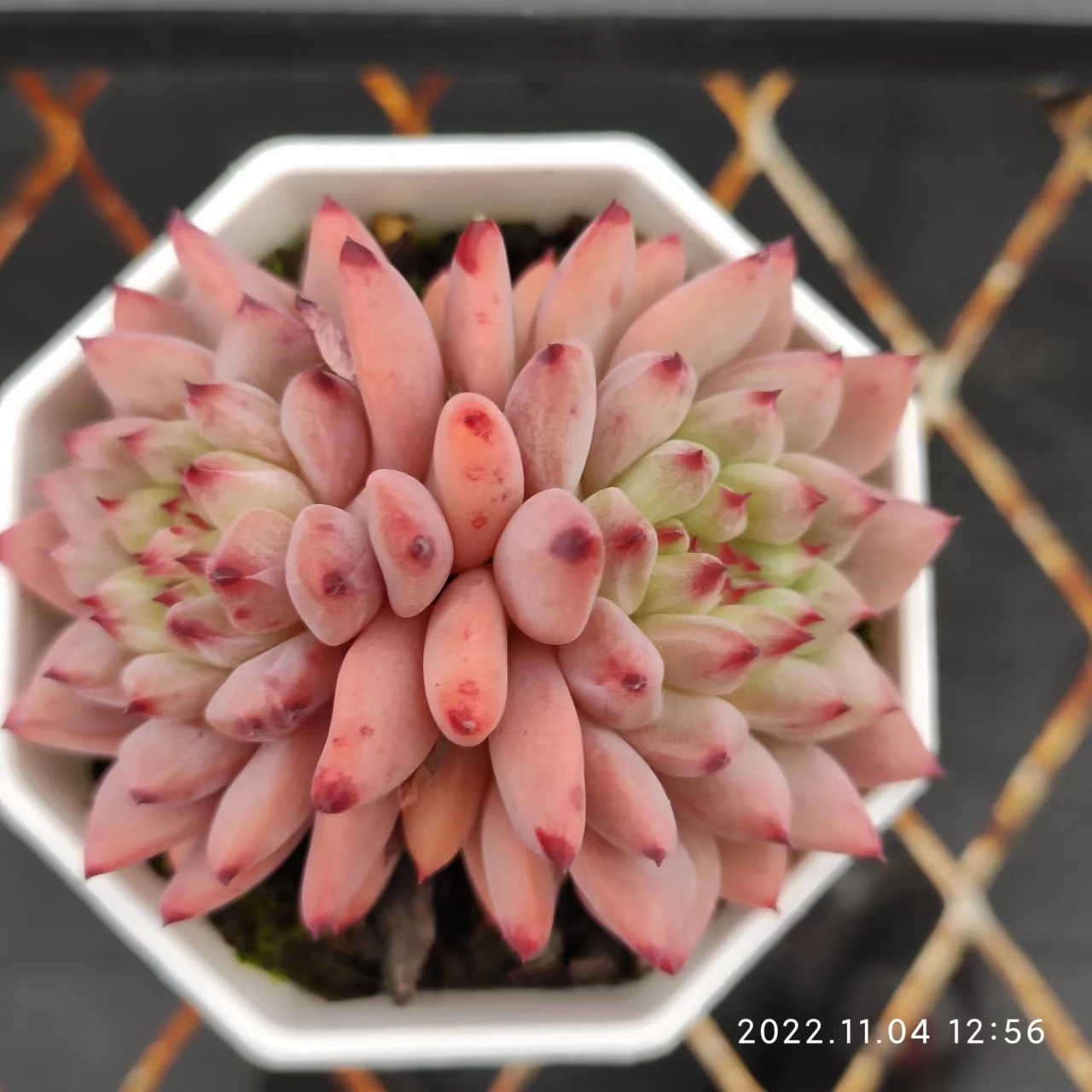 WWA043 Echeveria Demon  Pot Succulentes Artificial Succulents Set Artificial Pot Succulentes