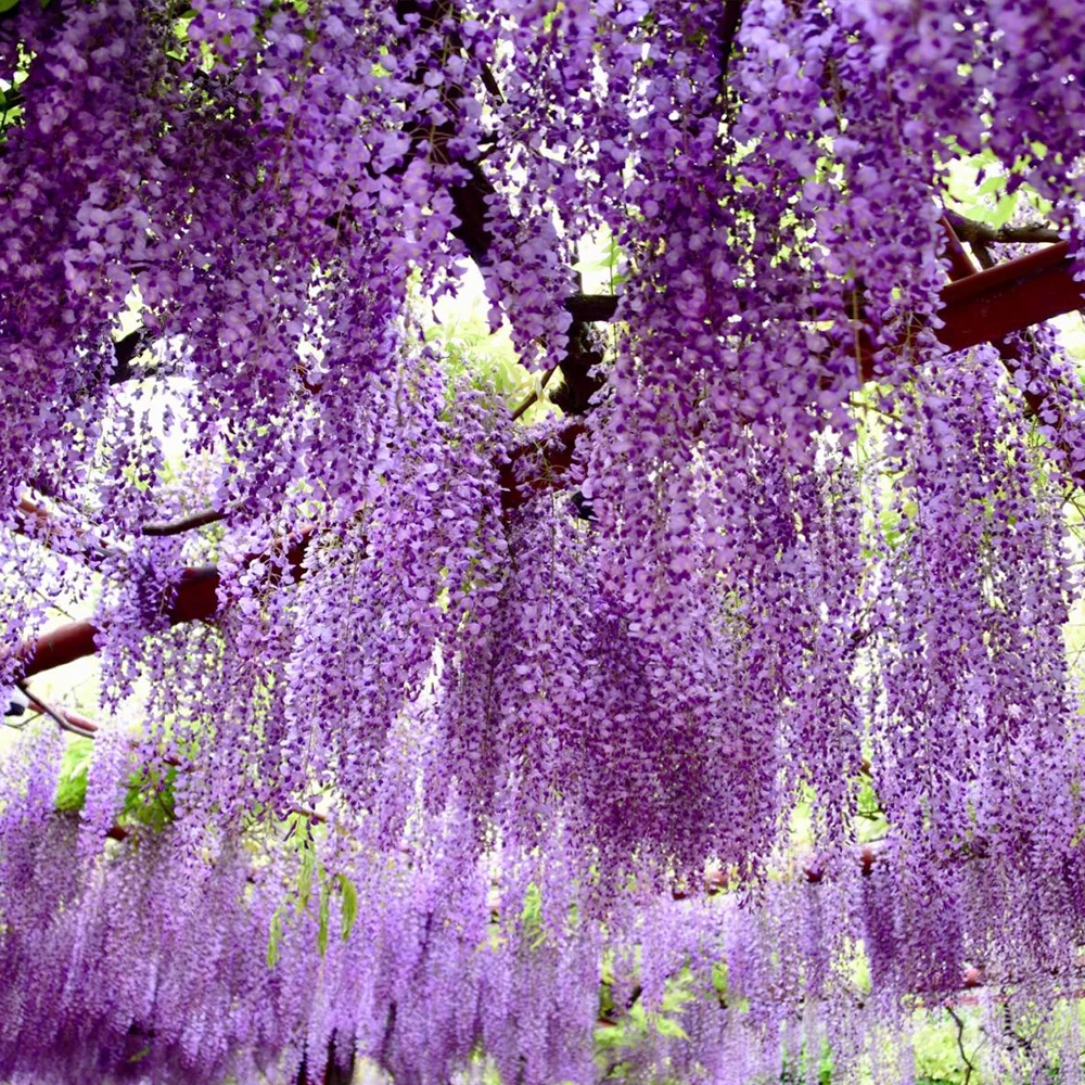 XL-01 Temu High Quality Faked Silk Multicolor Flower Garland Rattan Hanging Artificial Wisteria Vine for Home Party Decor