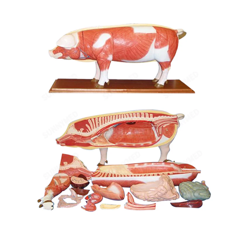 SY-N033  Medical Science Animals Equine Model Dog Cat Cow Simulation Anatomical Model
