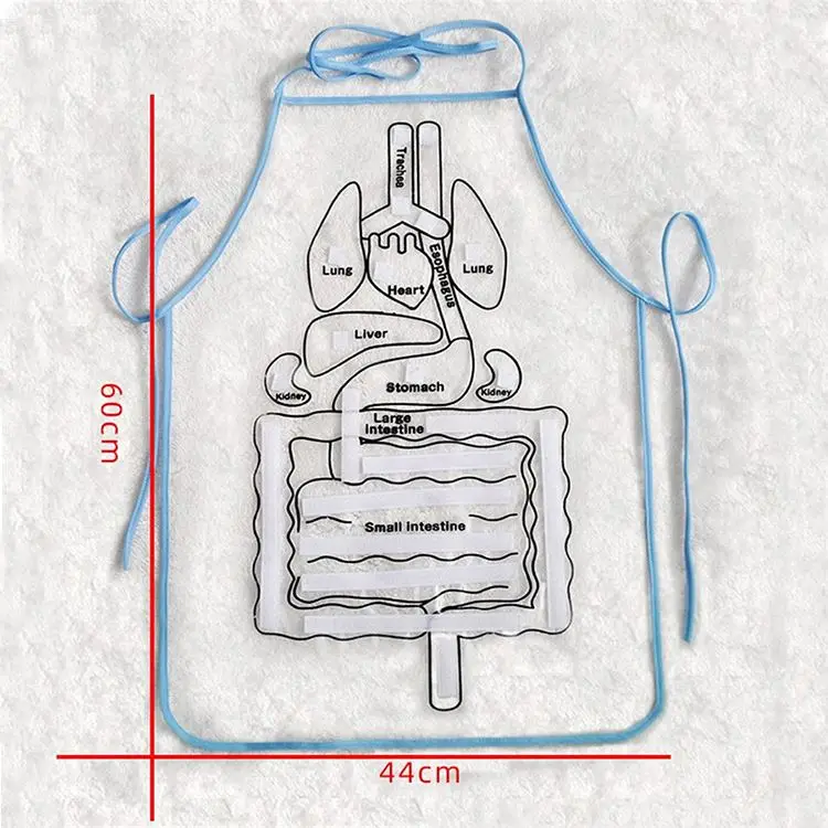 Hot Selling Promotion Price 3D Organ Apron Toy For Educational