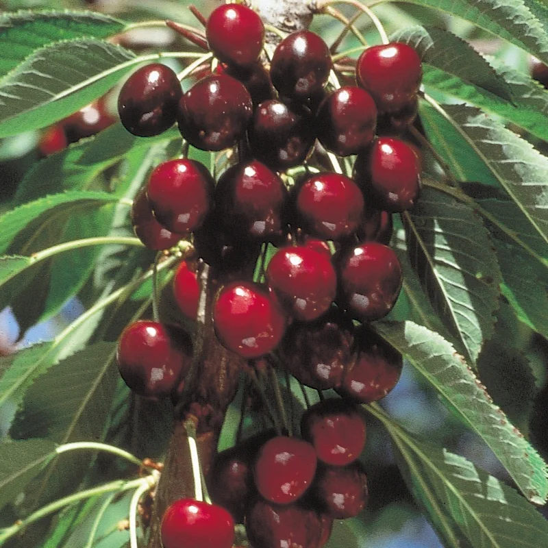 Red Sweet Cherry / Fresh Chery Fruit
