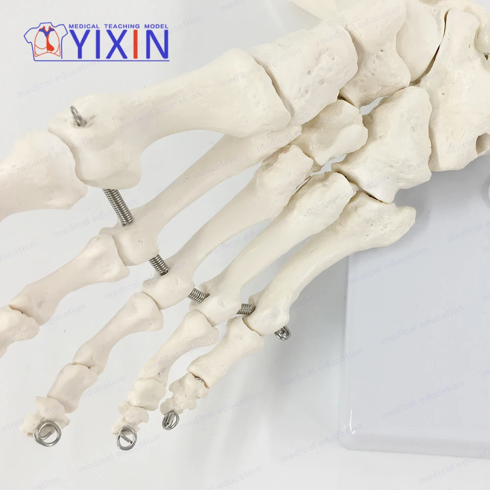 YIXIN/ Foot Skeleton With Ankle, Bones of the Foot