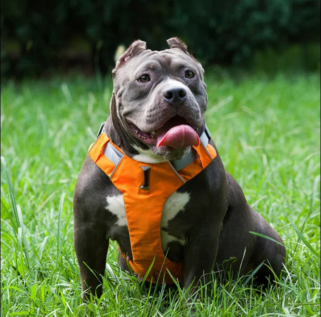 Dog Harness No Pull Pet Reflective Nylon Vest Soft Breathable Mesh Padded No Pull Dog Harness Set for Small Medium Large Dogs