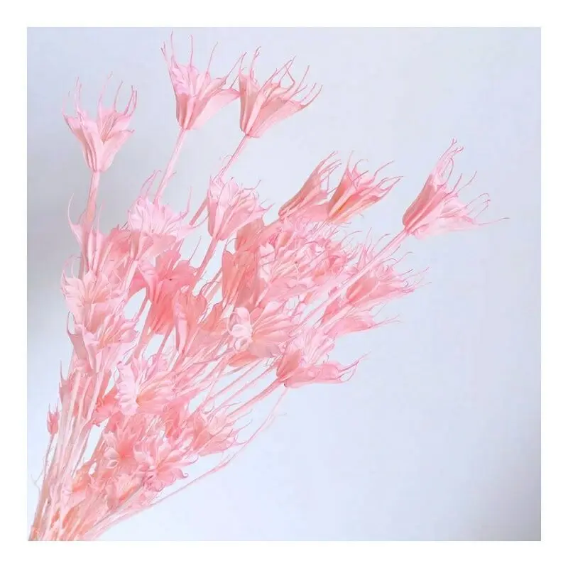 
Best popular dried flower beautiful and colorful Dried Octagon for home decoration 