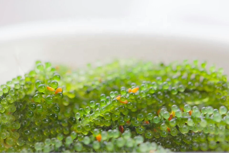 Healthy Food Dehydrated Dried Seaweed With Cheap Price