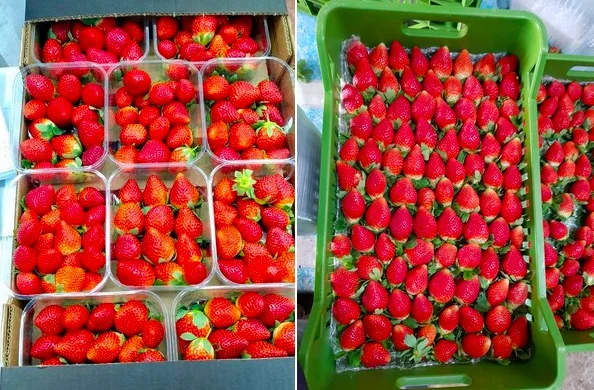 Wholesale agriculture fresh sweet tomatoes for sale market price