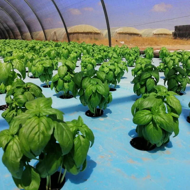 DWC Deep Water Culture Growing Hydroponics Systems Hydroponic Fodder Growing Systems