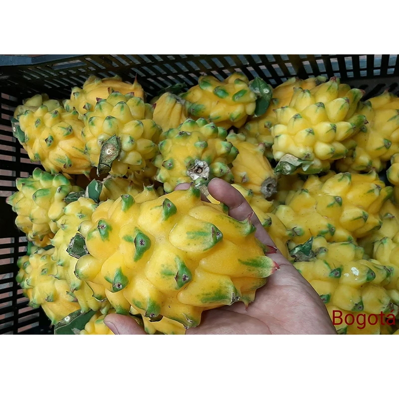 Высококачественные колумбийские фрукты желтые свежие дракона