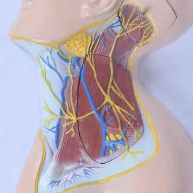 DARHMMY Medical Science модель поверхностного сосудистого нервно-мышечного отдела головы и шеи с тремя компонентами