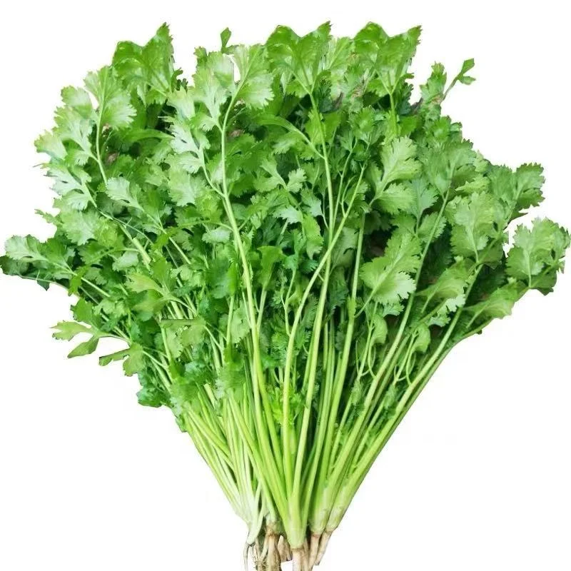 
Best Quality Tropical Vegetable Seed Coriander Seed F1 Hybrid For Sale 