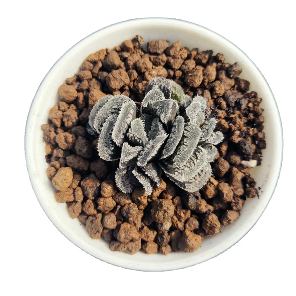 H167 haworthia Hyb Pygmaea «Снежный кролик» редкие суккуленты живое растение 3 дюйма горшок натуральные комнатное