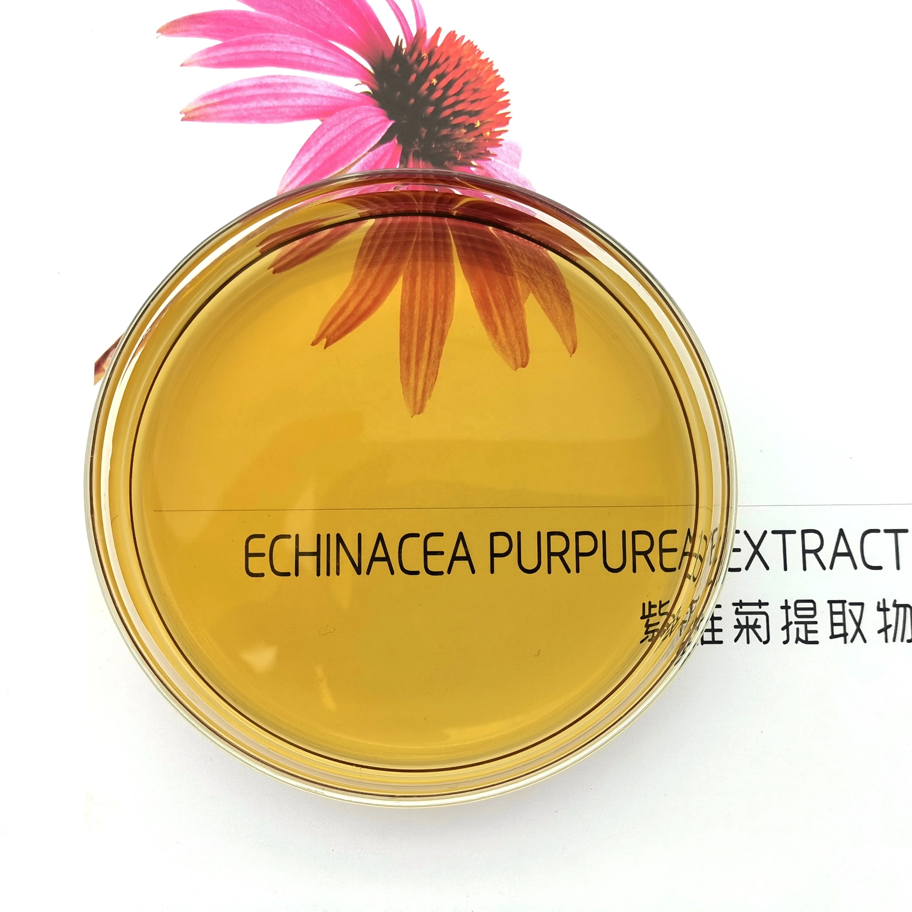 Echinacea Purpurea Extract powder chicoric acid polyphenols echinacea purpurea