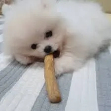 CPIMEX HIGH QUALITY NATURAL WOODEN BONE TOY CHEW FOR DOGS/ WOOD STICKS CHEW FOR PETS AT THE BEST WHOLESALE PRICE