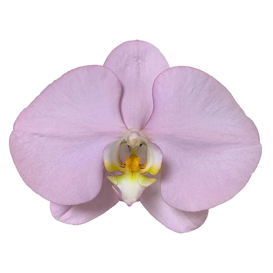 Wholesale Cheap Phalaenopsis Orchid Preserved Flowers Easter Purple Fresh Cut Flowers