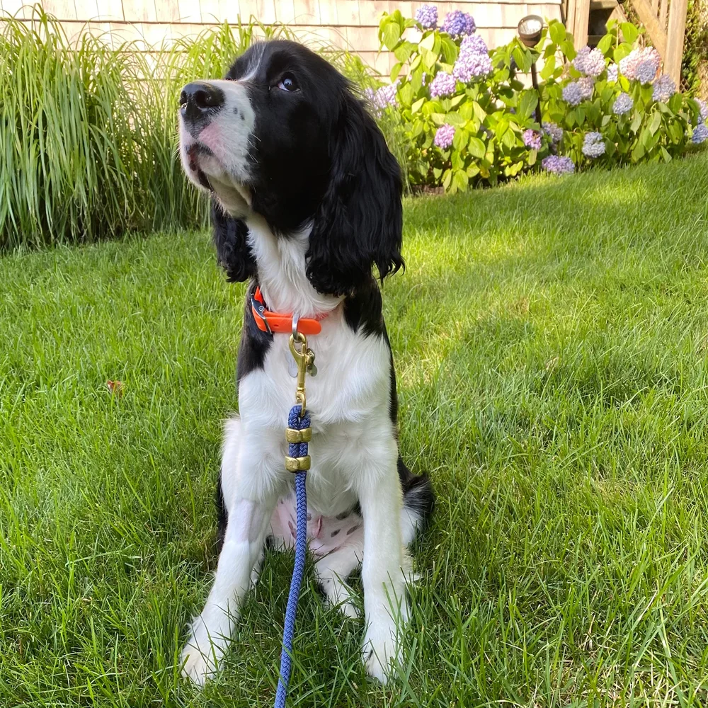 Mountain Climbing Reflective Rope Dog Leash with Locking Sturdy and Durable Dog Rope Lead No Pull Training Lead Dog Slip Leash