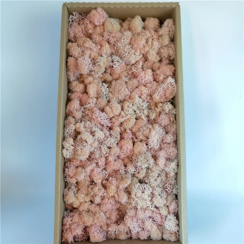 Wholesale Moss Wall Natural Bulk Preserved Moss For Fairy Gardens Terrariums Craft Floral Project Wedding Arts