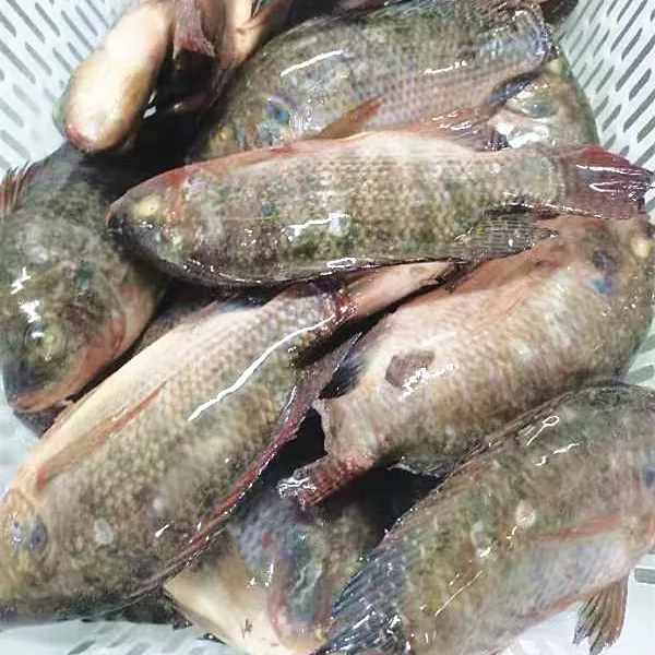 live fish tilapia wholesale frozen whole round black tilapia fish