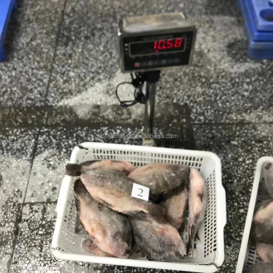 wholesale Frozen Black Tilapia IQF/Bulk Frozen Tilapia fish