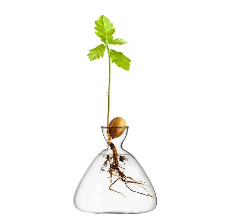 Acorn Avocado Plant Starter Vase Avocado Tree Growing Plant Pot for Home Decor